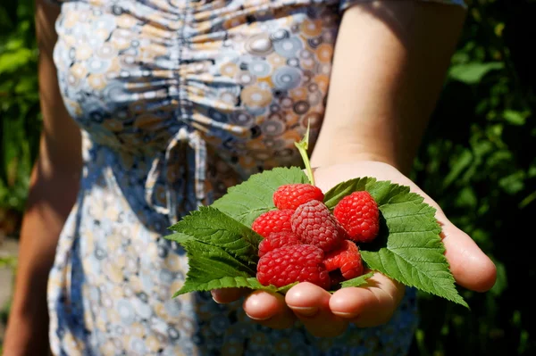Bos raspberry aan de kant van de vrouw — Stockfoto
