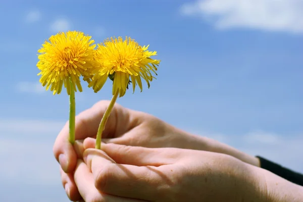 Gele paardenbloemen op blauwe hemel in de hand. — Stockfoto