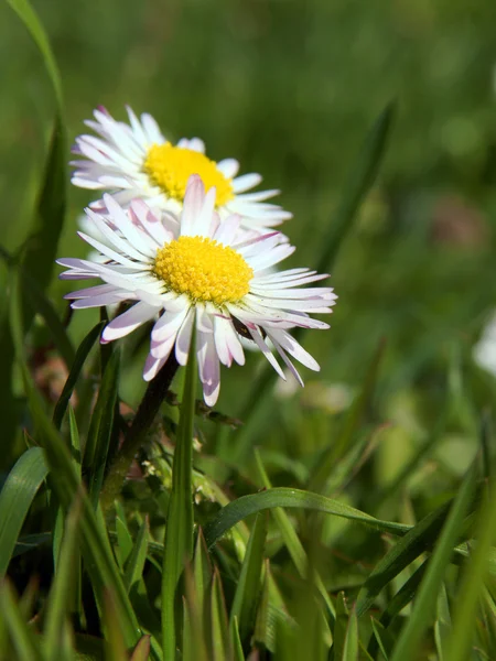 Close-up de flor margarida crescendo na grama — Fotografia de Stock