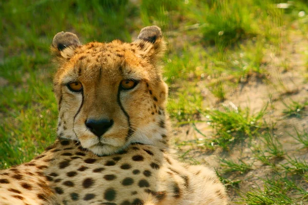 Cheetah (Acinonyx jubatus) op zoek — Stockfoto