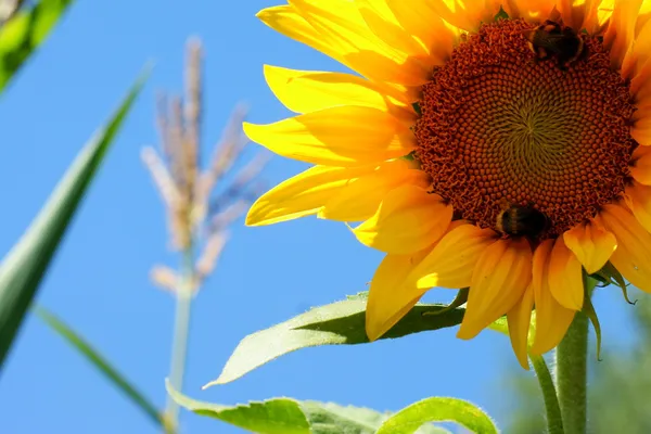 Girasole con una foglia - cielo azzurro estivo chiaro . — Foto Stock