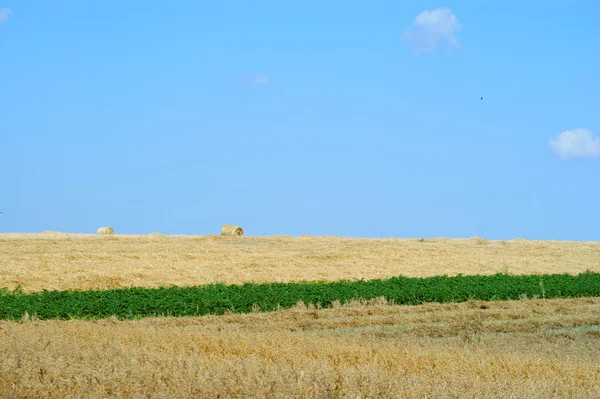 Rolled straw after harvesting - blue sky — Stock Photo, Image