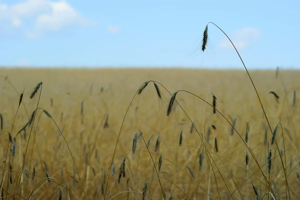 Пшеничное поле - голубое небо — стоковое фото