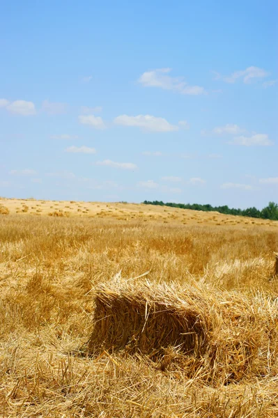 小麦畑の収穫に干し草の山 — ストック写真