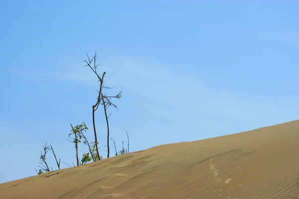 Dune di sabbia nel deserto — Foto Stock