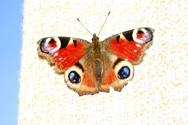 Peacock butterfly standing on curtain — Stock Photo, Image