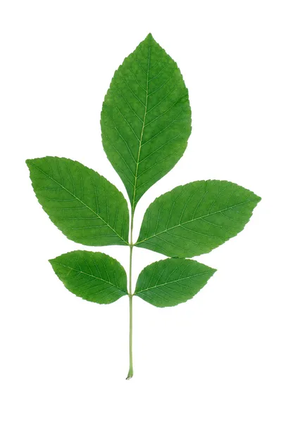 Yellow leaf on white background — Stock Photo, Image