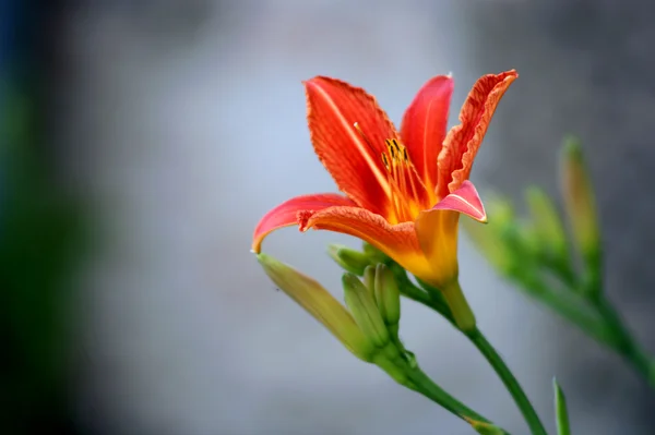 Närbild på blomman — Stockfoto