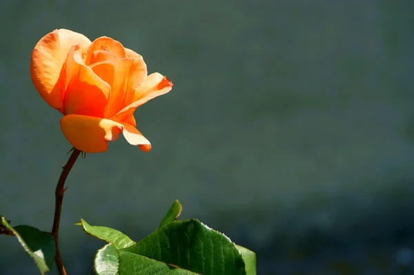 Primo piano di fiore - rosa arancione — Foto Stock