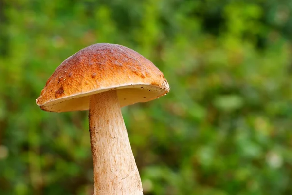 Mushroom on green grass background — Stock Photo, Image