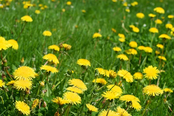 Gele paardebloemen. — Stockfoto