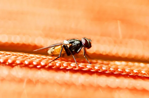 Mosca Preguiçosa — Fotografia de Stock