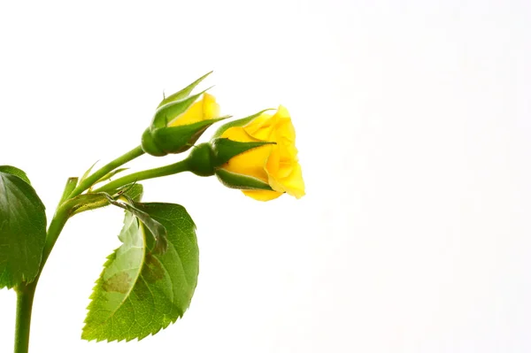 Yellow rose isolated on white background — Stock Photo, Image