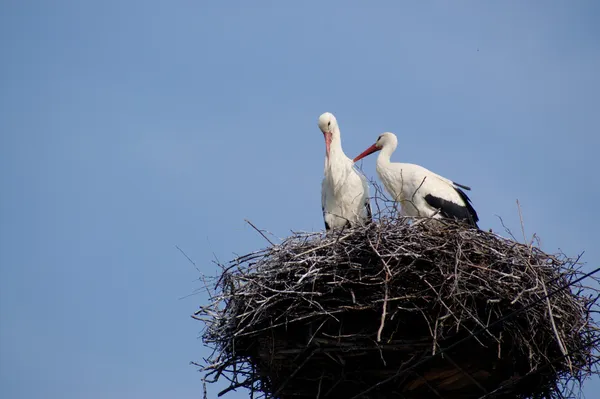 Two friends - stork couple on nest on the blue sky — Stock Photo, Image