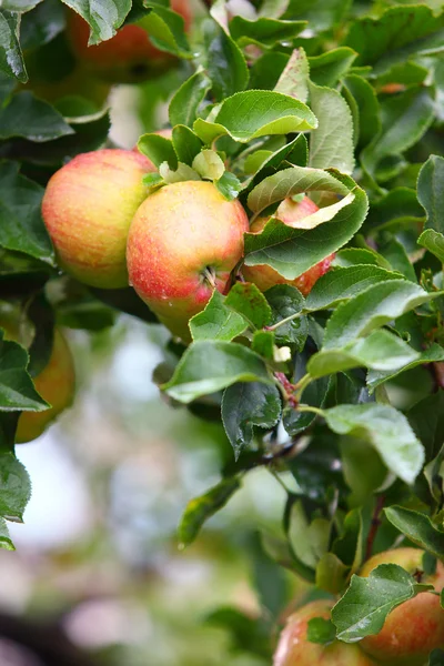 Manzanas rojas en rama de manzano — Foto de Stock