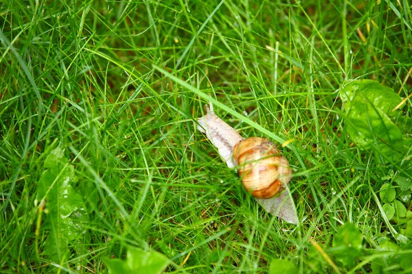 Duży ślimak trawy z deszczu — Zdjęcie stockowe