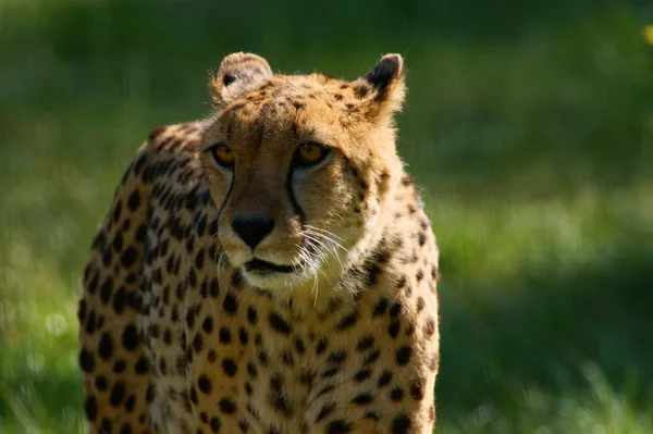 Cheetah om te lopen — Stockfoto