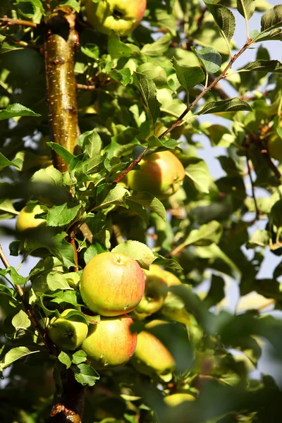 Rijp, mooie appels op de takken van appelboom — Stockfoto