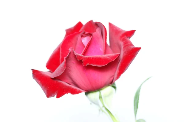 Red rose and drops isolated on white background — Stock Photo, Image