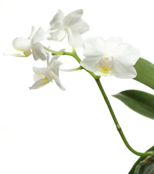 Orquídea branca em branco — Fotografia de Stock