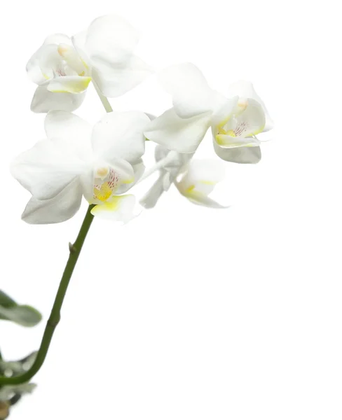 Orquídea branca em branco — Fotografia de Stock