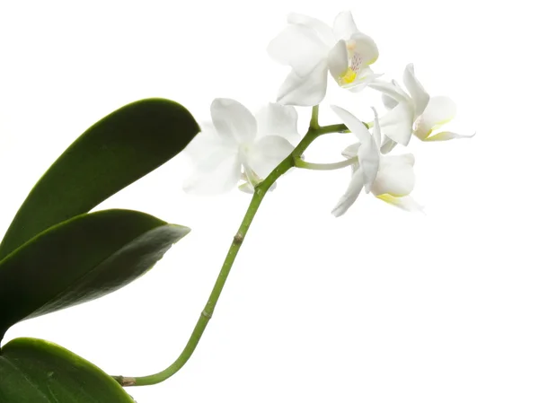 Orchidée blanche sur blanc — Photo