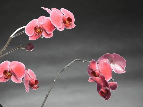 Фаленопсис. Фиолетовая орхидея на сером фоне — стоковое фото