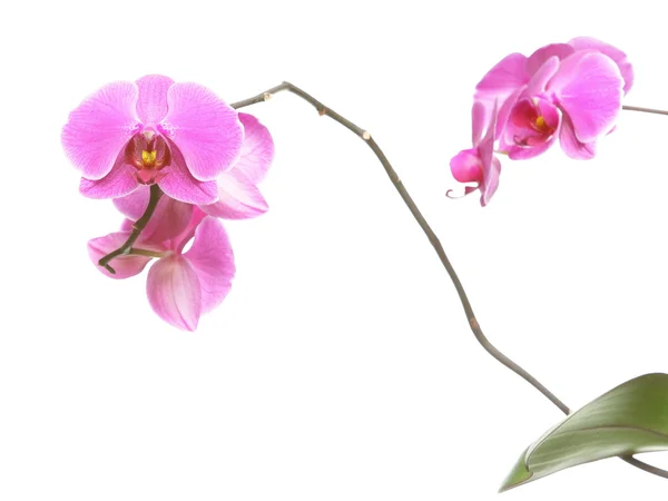 Phalaenopsis. fialová orchidej na bílém pozadí — Stock fotografie