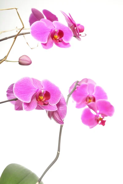 Фаленопсис. Фиолетовая орхидея на белом фоне — стоковое фото