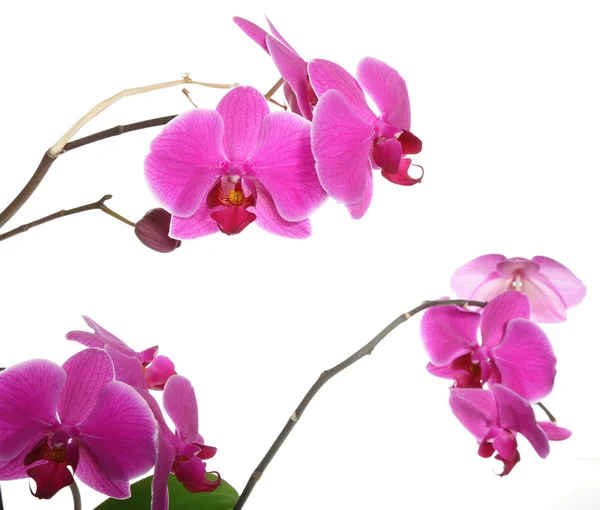 Phalaenopsis. lila Orchidee auf weißem Hintergrund — Stockfoto