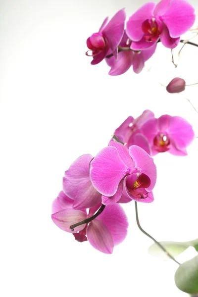 Phalaenopsis. beyaz zemin üzerinde mor orkide — Stok fotoğraf