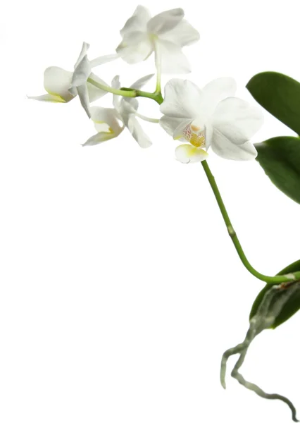 Witte orchidee op wit — Stockfoto