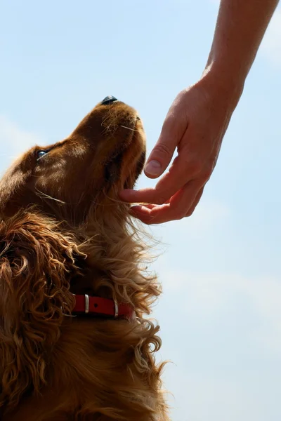 Cocker spaniel y mano de mujer — Foto de Stock