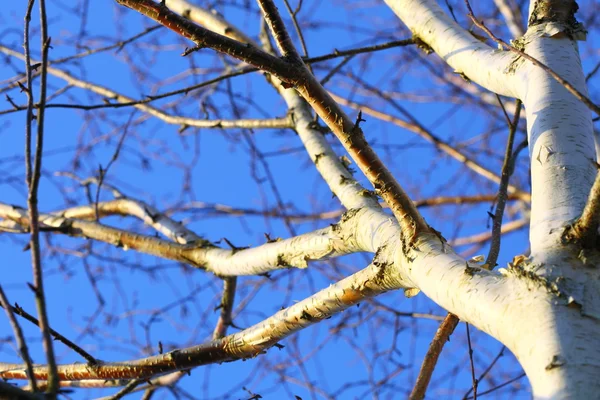 Gümüş huş ağacı mavi gökyüzüne karşı — Stok fotoğraf