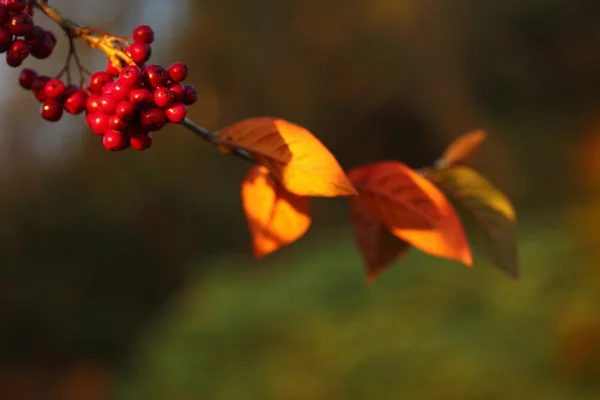 Rowan berries in the fall in natural setting — Stock Photo, Image