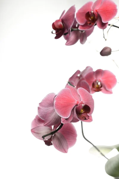 Phalaenopsis. beyaz zemin üzerinde mor orkide — Stok fotoğraf