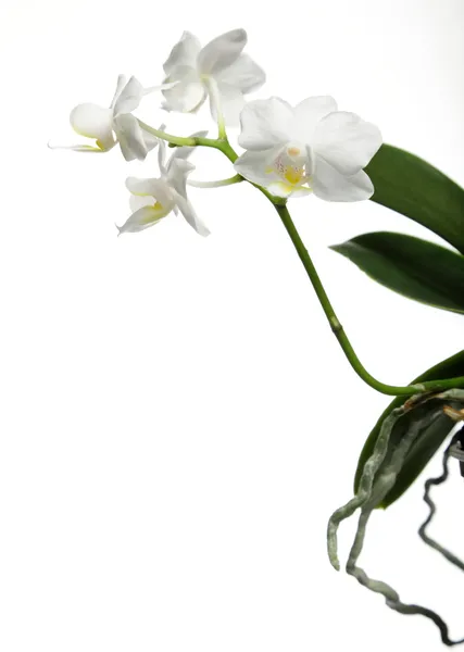 Orquídea branca em branco — Fotografia de Stock