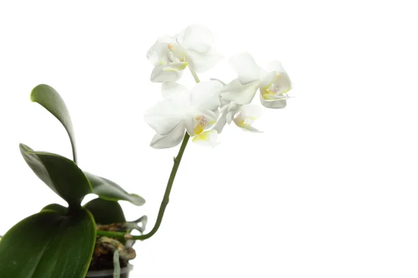 Orchidea bianca su bianco — Foto Stock