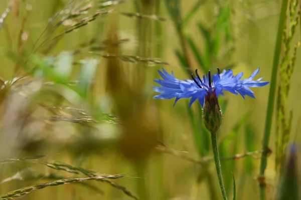 Blue cornflower — Stock Photo, Image