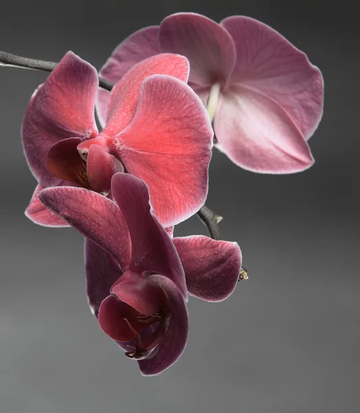 Phalaenopsis. Orchidée pourpre sur fond gris — Photo