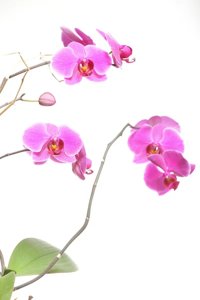 Phalaenopsis. paarse orchid op witte achtergrond — Stockfoto