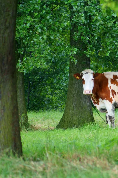 A zöld mezőben tehén — Stock Fotó