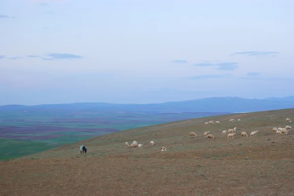 Graze a flock of mountain sheep — Stock Photo, Image