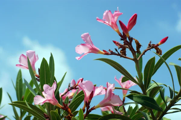 Roze bloemen — Stockfoto