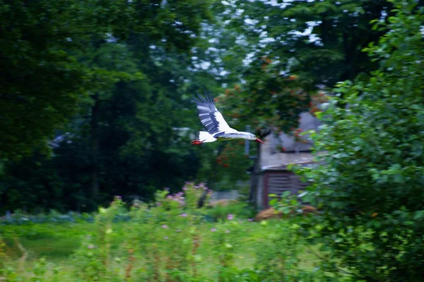 Flying stork — Stock Photo, Image