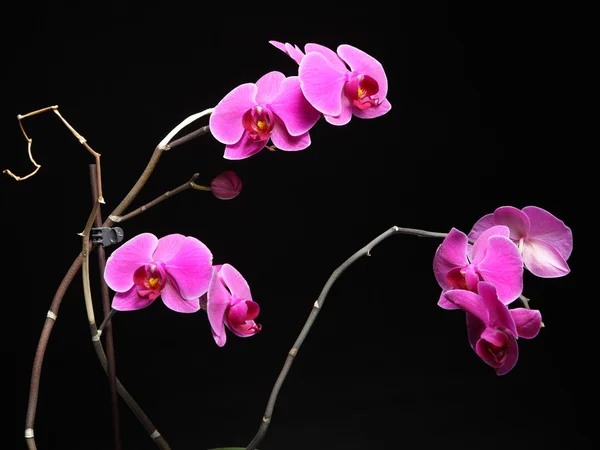 Phalaenopsis. paarse orchid op zwarte achtergrond — Stockfoto