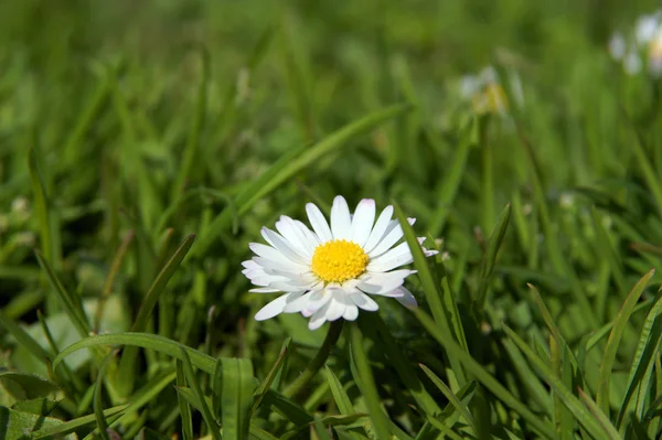 Close-up of daisy flower growing in grass — Stock Photo, Image