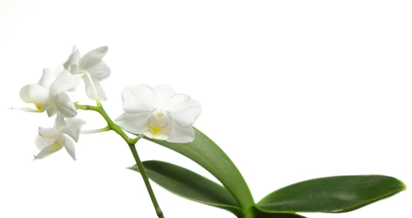 Orquídea blanca sobre blanco —  Fotos de Stock