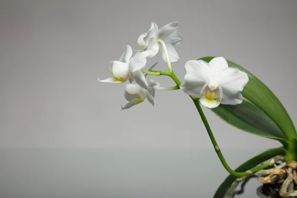 Orquídea branca em fundo cinza — Fotografia de Stock