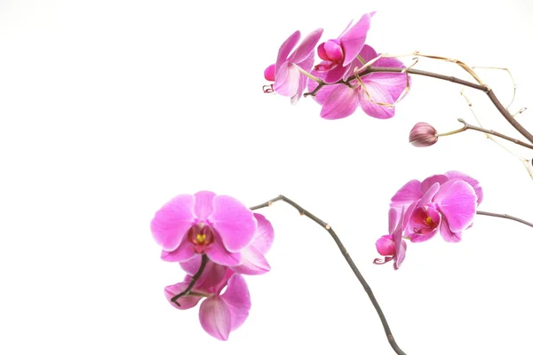 Falenopsi. orchidea viola su sfondo bianco — Foto Stock